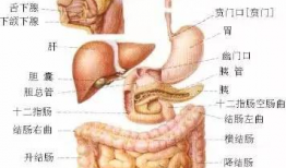 人体解剖视频,视频解析人体结构与功能
